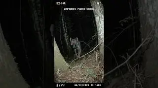 those eyes man... caught on trail cam (cryptid?)