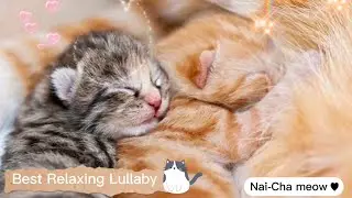 Calming lullaby for cats with Anxiety ❤️😻soft meow meow sounds ❤️