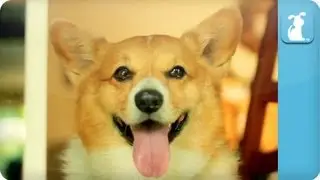 Carly Rae Jepsen - Call Me Maybe - Corgi Rae - Pet Parody