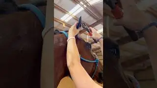 Beginner Vs Experienced Horse Owners! 🐴 #shorts #animals