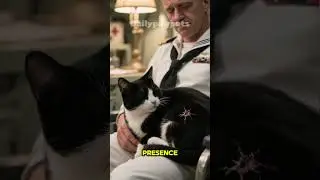 Did you know Simon, The Ship's Cat Who Received the Dickin Medal (UK) #shorts #cat #didyouknow