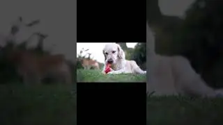 Cute Animals dog playing - Relaxing Music Deep Sleep #dog #shorts #play
