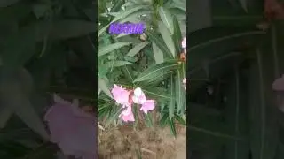 nerium 💖 flowers 💖