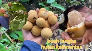 Menemukan buah hutan liar mirip langsat