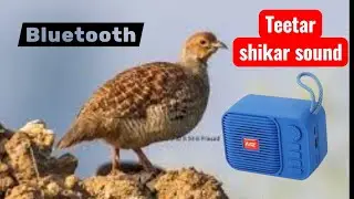 Jungle francolin best female voice | Gora teetar awaaj  | teetar ki video | partridge hunting sound