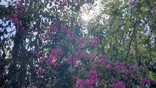 #मेरे चाचा ससुर जी का बगीचा #youtubeshorts @Swati-paharigirl 