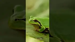 Frozen Frogs? Meet the Wood Frog&rsquo;s Survival Trick 🧊🐸