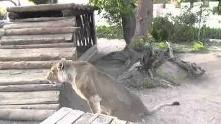 elsa the lion that walked again part 1