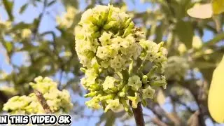 2026 का 8K Vlog | 60Fps Hdr 🎯 Video 📷
