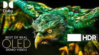 Natural Scenery in Full HD HDR | Dolby Vision Nature Video