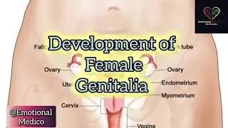 Development of Female Genitalia | Gynaecology | Must know points | @Dr.FizaAli-61