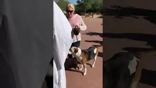 Blessing Of The Animals - 2018 Christ Anglican Church