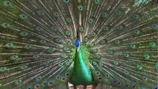 Peacocks a poem written by Rose Fyleman