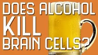 Does Alcohol Kill Brain Cells?