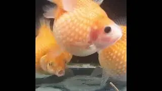 Pearlscale Goldfish | Welcome to MK's Little Farm
