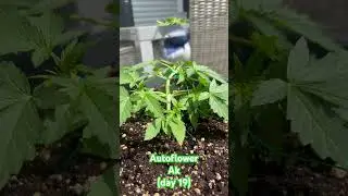 Autoflower Ak Outdoor LST (day 19) #cannabisdaily #outdoors #sungrow #autoflower #sun