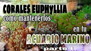 corales euphyllia