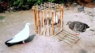Creative bird trap techniques // Easy pigeon trap