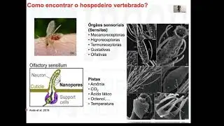 Aula introdução à Entomologia Profa Ana Bahia