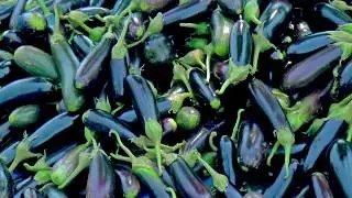 Egg plant showreel
