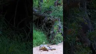 Leopard Cub's Surprise Landing!