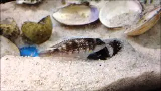 Lamprologus Meleagris