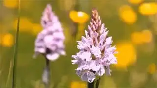 Saving orchids