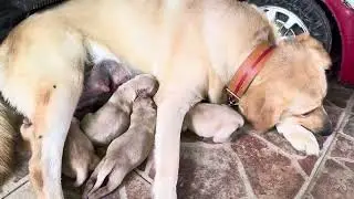 First time Mom of 4 puppies.. LABRADOR DOG