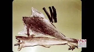 A Story of Smoked Fish (asl_av34_01)
