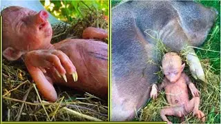 Farmer&rsquo;s Pig Gives Birth To Human Baby, He Takes A Closer Look And Starts Crying