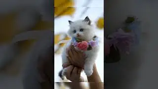 meeo meeo song my short video