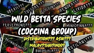 Betta Coccina Group (Wild Betta Species) | WILD BETTA