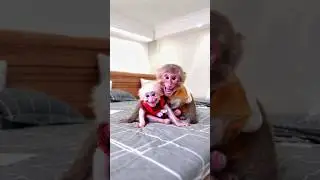 These Baby Monkeys Share the Sweetest Hug! 🐒💖 #shortvideo #trending #ytshorts