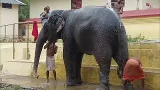 @Chottanikkara temple#elephant#bath#viral#trending#love#care#kerala#shortsvideo #short#keralaritual