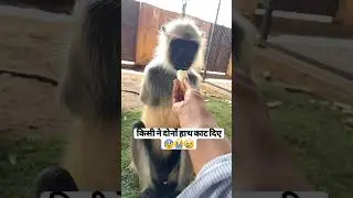 #shorts #monkey #sad #flute #youtubeshorts #short #love