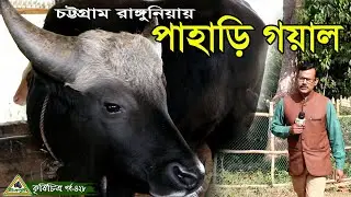 চট্টগ্রাম রাঙ্গুনিয়ায় সম্ভাবনাময় বন গরু/গয়ালের খামার।Goyal Farm চিত্রপুরী কৃষিচিত্র।
