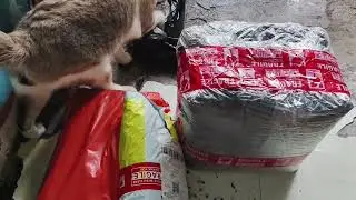 Dog food at vitamins unboxing #dogfood #healthypets #doggybestfriend #animallovers 