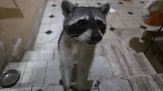 cenando con mapaches en El Salvador est&aacute; en vivo