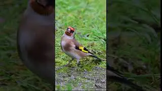 Stieglitz - Distelfink - Goldfinch - Stillits