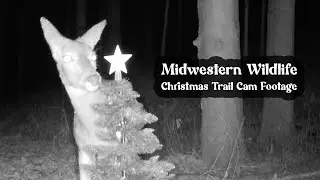 Midwestern Wildlife | Christmas Trail Cam Footage