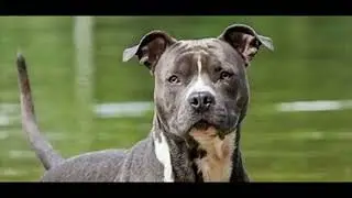 AMSTAFF GLADIATORUL AMERICAN