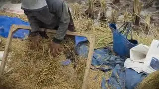 Village Tech: Simple Tool for Rice Sorting and Cleaning _FarmersLife _Shorts