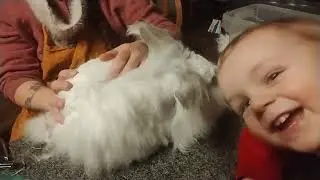 Yarn From a Bunny is Kind of Funny....Angora Rabbit Grooming Care