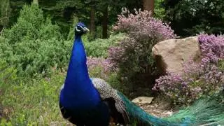 Panasonic Lumix GH5 I Test Footage 4K ULTRA HD I First Shots