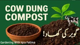Cow Dung Compost &ndash; Benefits, Uses and Disadvantages | Complete Guide / GardeningWithIqraFatima