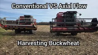 Buckwheat Harvest Competition 