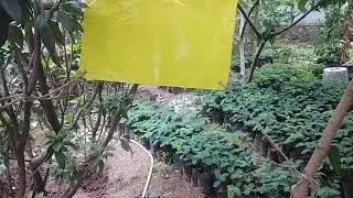 Yellow sticky Traps organic Farming/ ಹಳದಿ ಅಂಟು ಪಟ್ಟಿ ಸಾವಯ ಕೃಷಿ.