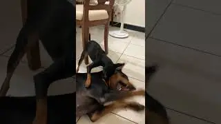Doberman vs. Miniature Pinscher Part V #dog #doberman #miniaturepinscher