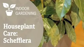 Houseplant Care: Schefflera