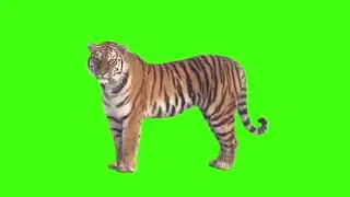 GREEN SCREEN TIGER   FULL HD  DOWNLOAD LINK